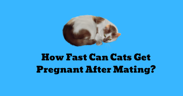 how-fast-can-cats-get-pregnant-after-mating-cat-pregnancy-calculator